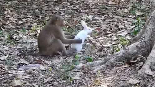 寵物大白的個人頻道 從萌寵日常到科學養護的全方位指南