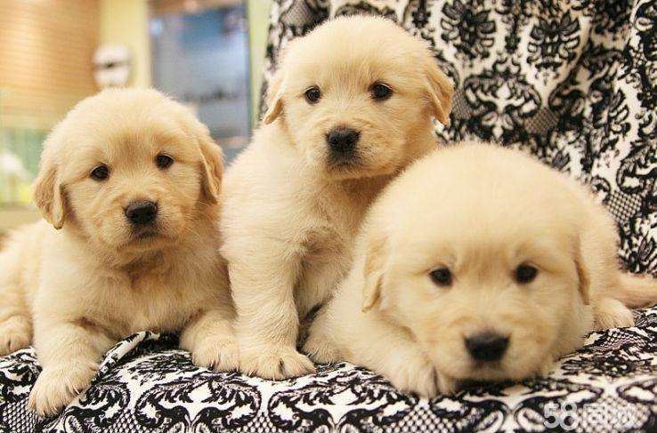 狗狗穿鞋子，到底好不好？